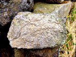 Rock with fossils at Twiston Nr Downham